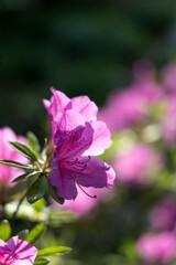 Obraz premium Close-up of Pink Azalea Flowers in Spring Garden, Translucent Petals with Soft Backlight, Nature Background in Shanghai Zoo