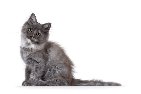Cute Maine Coon cat kitten, sitting up side ways, Looking to camera. Isolated on a solid white background.