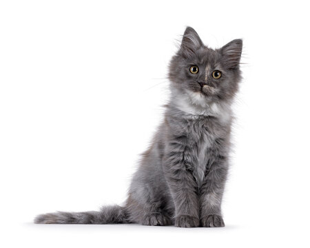 Cute Maine Coon cat kitten, sitting up facing front, Looking to camera. Isolated on a solid white background.