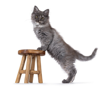 Cute Maine Coon cat kitten, standing side ways with front paws on little stool showing lenght. Looking to camera. Isolated on a solid white background.