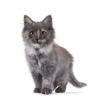 Cute Maine Coon cat kitten, standing up facing front, Looking to camera. Isolated on a solid white background.