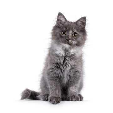 Cute Maine Coon cat kitten, sitting up facing front, Looking to camera. Isolated on a solid white background.