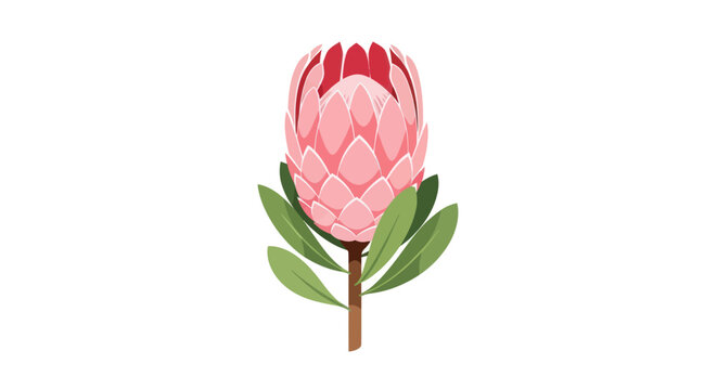Pink Protea Flower with Green Leaves.