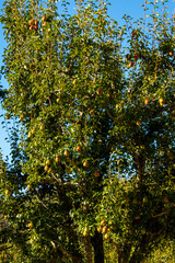 Obraz premium Comice Pear Tree in Tasmania - Australia