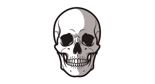 Human Skull Illustration Closeup View.