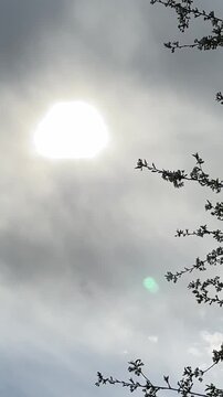 trees swaying under gray clouds with hidden sun windy countryside weather scene 