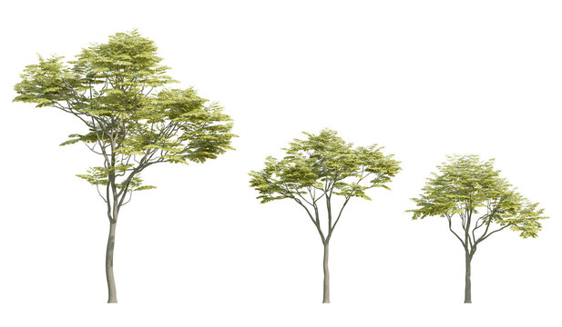 Three Sapindus Mukorossi Trees 3D Illustration On Transparent Background With Green Foliage