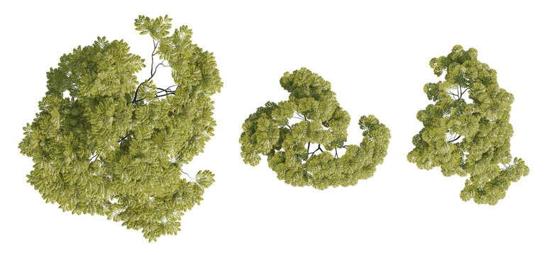 Top view 3D Illustration Of Sapindus Mukorossi Trees With Lush Green Foliage On Transparent Background