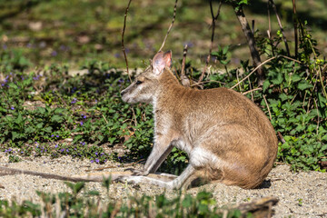The agile wallaby, Macropus agilis also known as the sandy wallaby © rudiernst