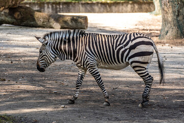 Obraz premium Hartmann's Mountain Zebra, Equus zebra hartmannae. An endangered zebra
