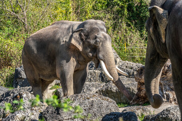 Fototapeta premium The Asian elephant, Elephas maximus also called Asiatic elephant