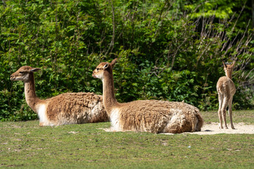 Fototapeta premium Family of Vicunas, Vicugna Vicugna, relatives of the llama