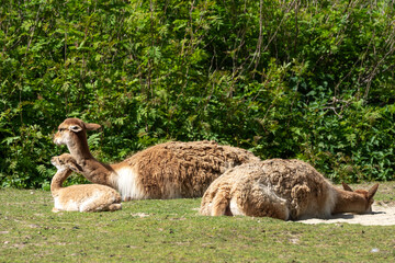 Fototapeta premium Family of Vicunas, Vicugna Vicugna, relatives of the llama