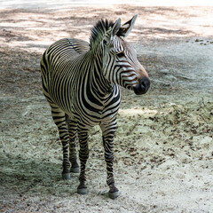 Obraz premium Hartmann's Mountain Zebra, Equus zebra hartmannae. An endangered zebra
