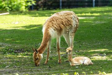 Fototapeta premium Family of Vicunas, Vicugna Vicugna, relatives of the llama