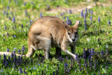 The agile wallaby, Macropus agilis also known as the sandy wallaby © rudiernst