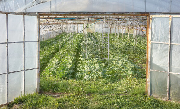 The exterior of a polytunnel used for growing organic vegetables.