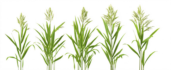 Obraz premium Panicum virgatum radiates resilience and beauty against a pure white backdrop.