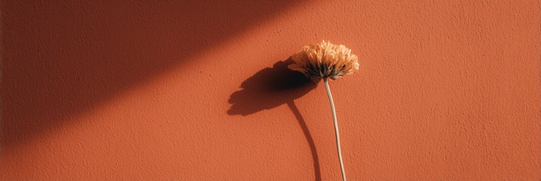 Dried flower with long stem casting prominent shadow on textured terracotta wall under warm sunlight, creating minimalist rustic aesthetic
