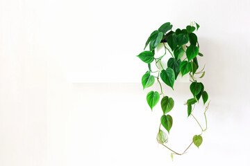 Trailing indoor plant on a white wall shelf with copy space. © Zaitseva