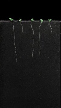 Rosemary (Salvia rosmarinus) seeds were placed in a rhizobox filled with soil to study root growth. The seeds were grown in the rhizobox for 30 days, isolated on black background