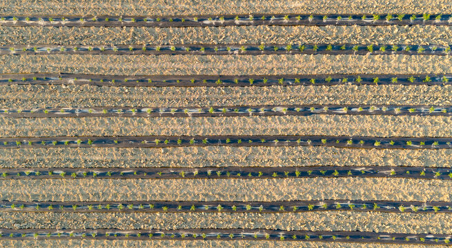 Top down drone perspective over horizontal covered field rows for agricultural growth