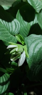 Vertical view of unbloomed plant heads emerging from dark foliage highlighting Spring botanical growth stages. Suitable for biology textbooks, nature wallpapers, and eco templates.