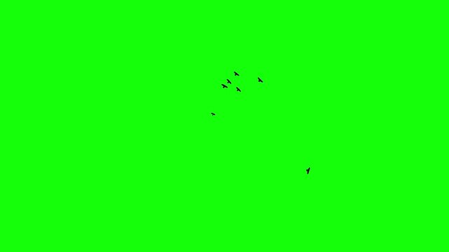 Black ravens soar freely in the sky, riding the currents of the wind. A flock of black birds flying on chroma key green screen background. Silhouettes of Migrating Birds in motion. For compositing VFX