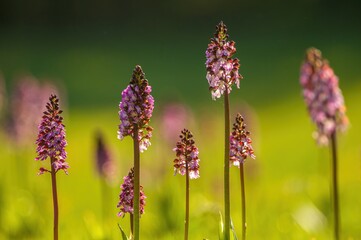 Fototapeta premium Beautiful wild Orchis purpurea orchids growing naturally in a green meadow during golden evening light. Delicate purple wildflowers with soft bokeh background captured in natural habitat