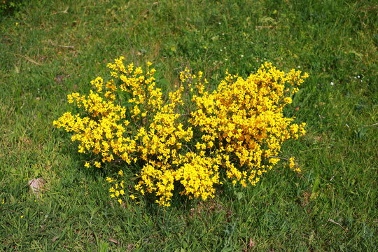 yellow-flowered shrub
