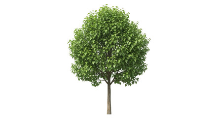 Fototapeta premium tree isolated on white