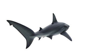 Fototapeta premium Majestic Great White Shark Swimming Gracefully in Clear Blue Ocean Waters.