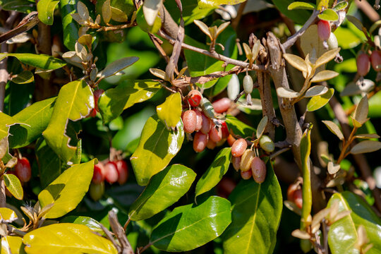 Selective focus rape red fruits of Elaeagnus ebbingei in the garden, Thorny olive, Spiny oleaster and Silverthorn is a species of flowering plant in the family Elaeagnaceae, Nature greenery background