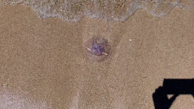 A beached jellyfish. A Pelagia noctiluca jellyfish in the Red Sea is washed by the waves on a hot day at a tourist beach.