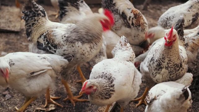 Chickens pecking feed close group shot inside coop, flock gathering tightly around food tray in farm enclosure, active feeding behavior and poultry farming process for meat and egg production