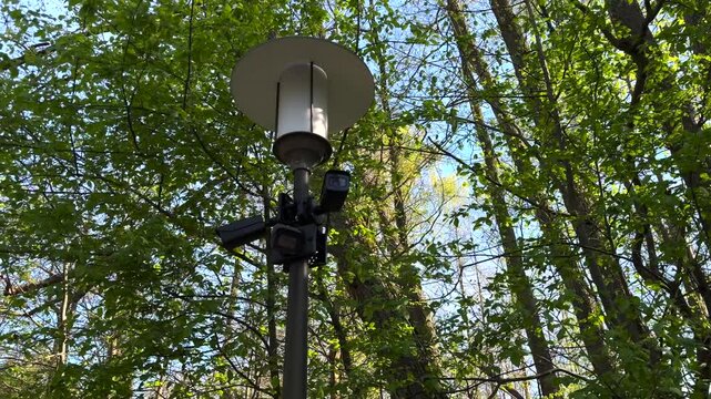 Multiple surveillance cameras and spotlights mounted on a lamppost are discreetly placed within a dense forest, blending in with the surrounding trees for covert monitoring and security
