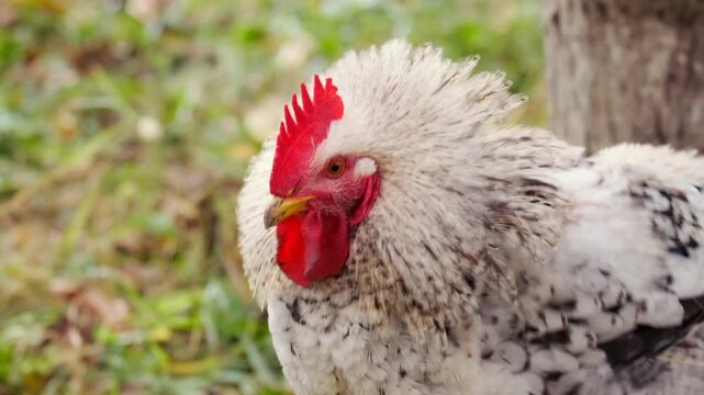 Speckled hen turning head close up shot in garden, domestic chicken with red comb observing surroundings, natural rural environment and organic farming lifestyle concept