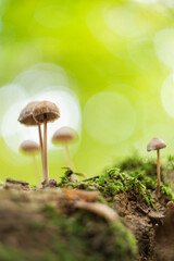 Mushrooms in close-up  with a nice bokeh. © Danny