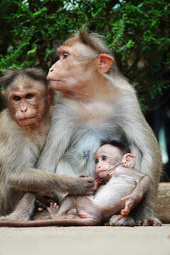 Mother and baby macaque