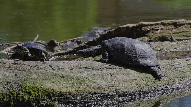 European pond turtles (Emys orbicularis) basking on a fallen log in a lake. One turtle is climbing up from the water to join the others.