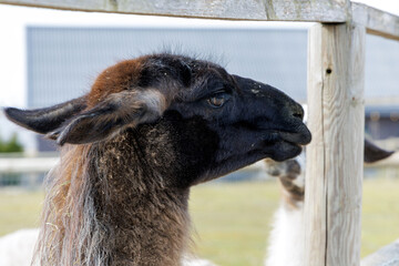 Fototapeta premium Dark Brown Llama Portrait at Farm