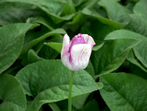 A single tulip with white and purple petals is shown centered in the frame. It is surrounded by lush green leaves. Triumph Shirley.
