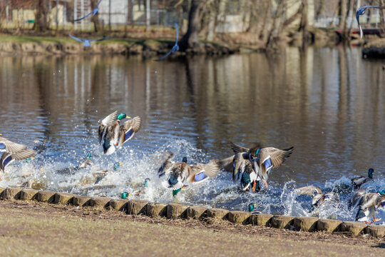 Mallard Ducks Landing on Water with Splashes