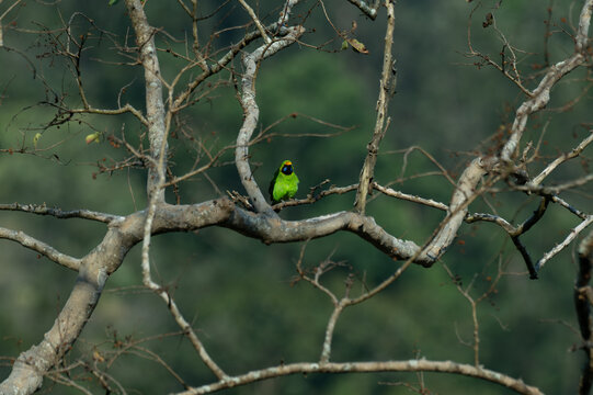 A male Golden fronted Leafbird sits alertly on a weathered tree branch, against a soft, blurred forest background.