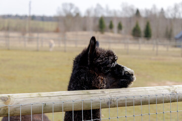 Fototapeta premium Profile of Black Alpaca Behind Fence