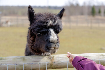 Fototapeta premium Feeding Alpaca with Carrot