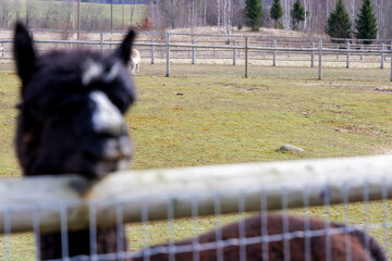 Fototapeta premium Alpacas in Spacious Farm Field