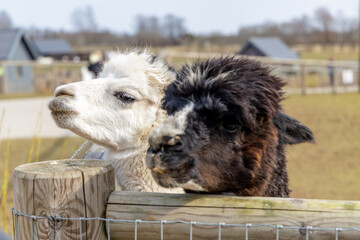 Fototapeta premium White and Black Alpacas Together