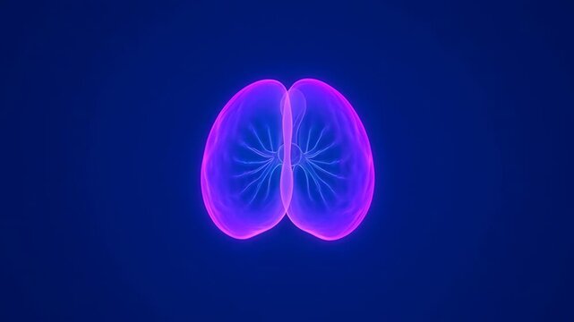 Human lungs expanding and contracting with glowing blue and purple light. Medical animation of respiratory system.