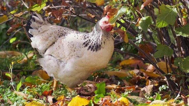 chicken searching under branches side view on farm ground, pecking and moving through leaves and twigs, free range poultry behavior in rural environment with natural foraging activity
